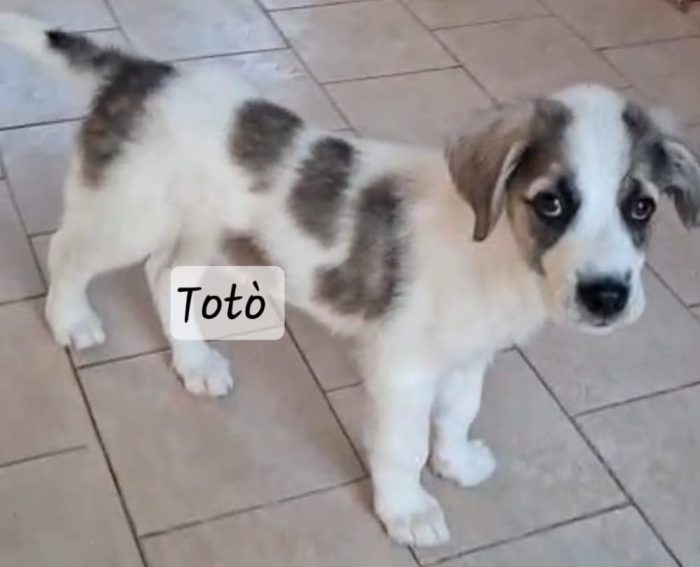 Totò .. guardate che meraviglia di cucciolo
