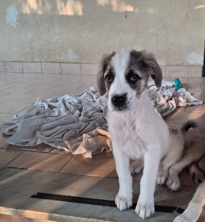 Totò .. guardate che meraviglia di cucciolo