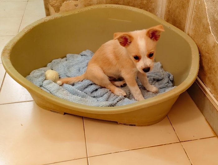 Demi meravigliosa cucciola taglia medio piccola