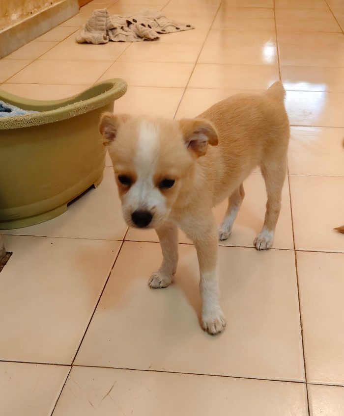 Demi meravigliosa cucciola taglia medio piccola