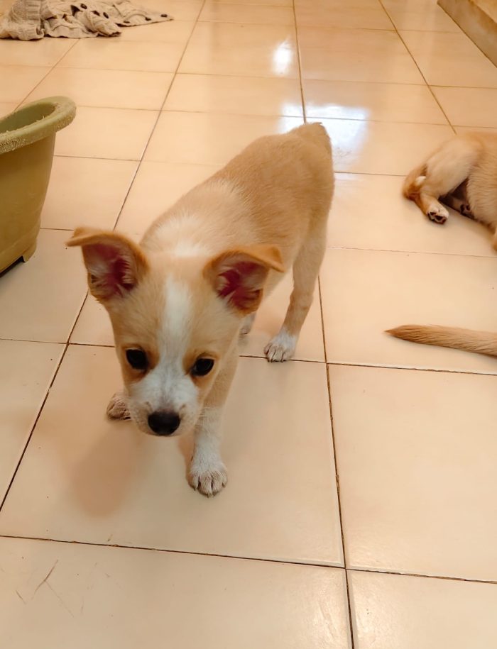 Demi meravigliosa cucciola taglia medio piccola