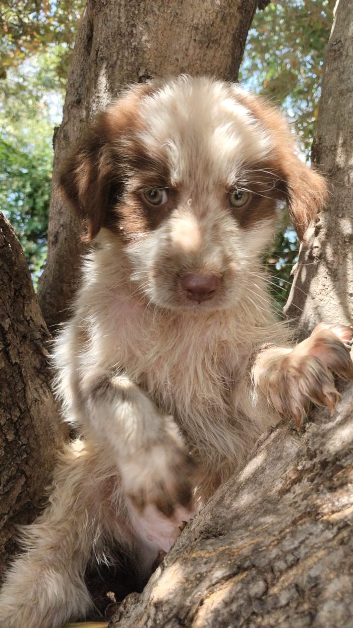 🐾 PICCOLO ARGO, GRANDE VOGLIA DI AMARE E DI ESSERE AMATO 🏠