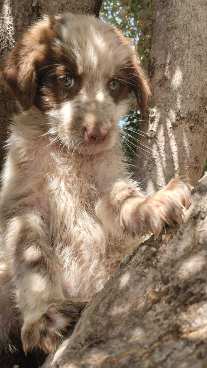 🐾 PICCOLO ARGO, GRANDE VOGLIA DI AMARE E DI ESSERE AMATO 🏠