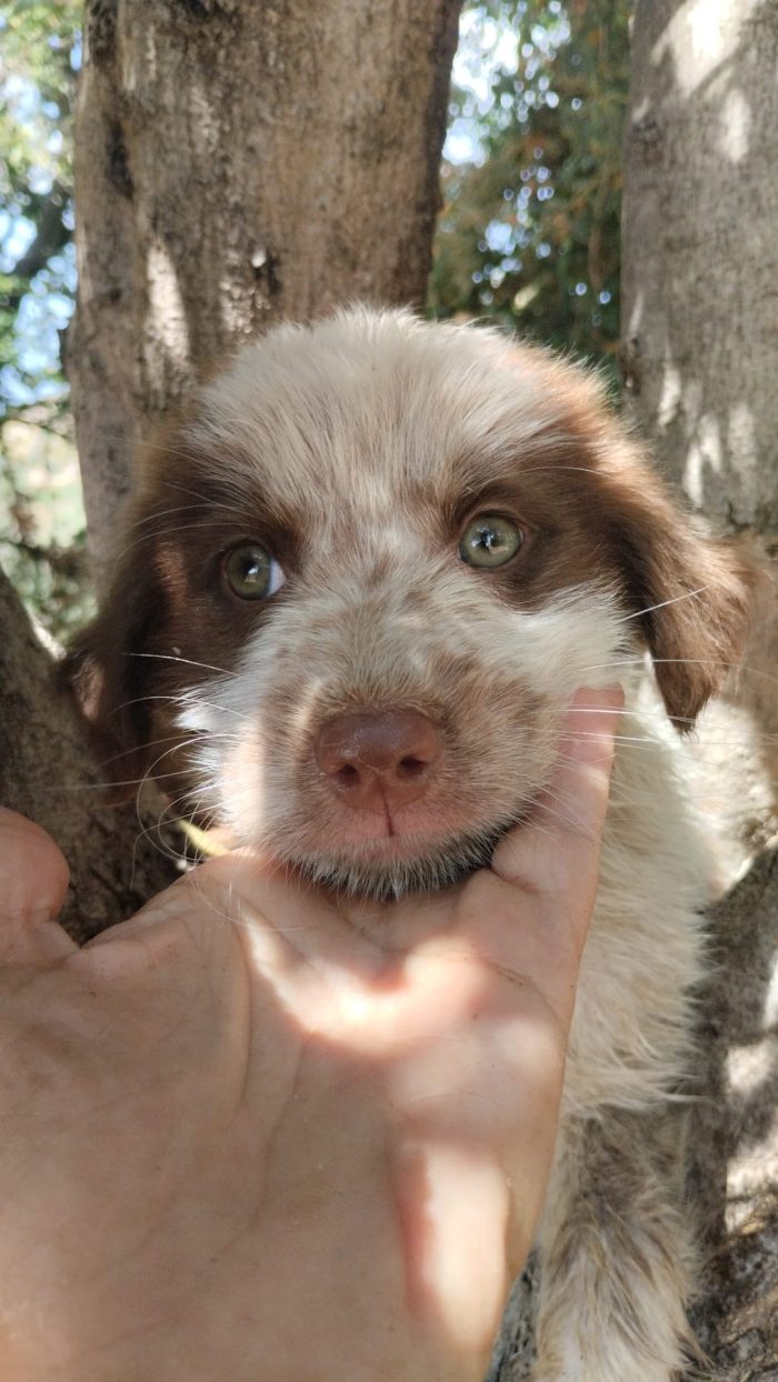 🐾 PICCOLO ARGO, GRANDE VOGLIA DI AMARE E DI ESSERE AMATO 🏠 - media 4