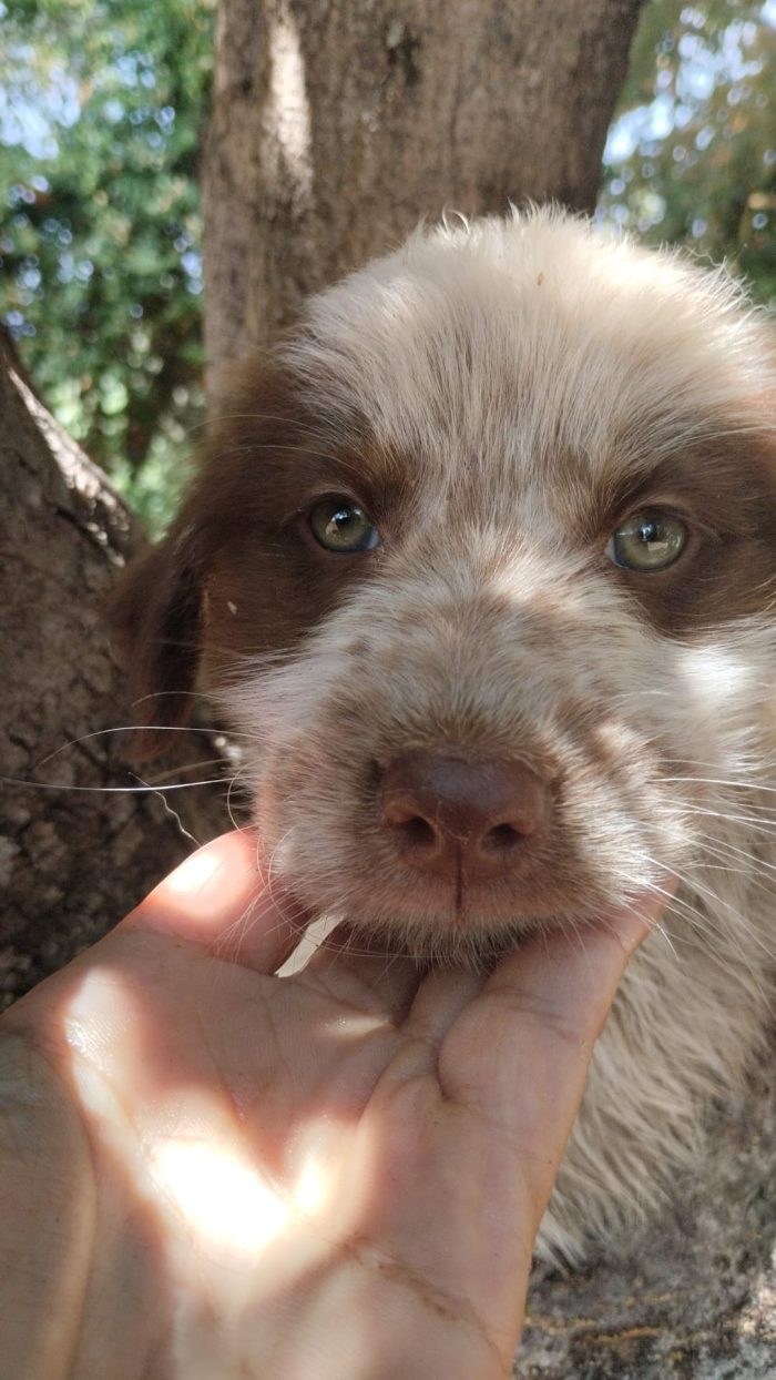 🐾 PICCOLO ARGO, GRANDE VOGLIA DI AMARE E DI ESSERE AMATO 🏠 - media 5