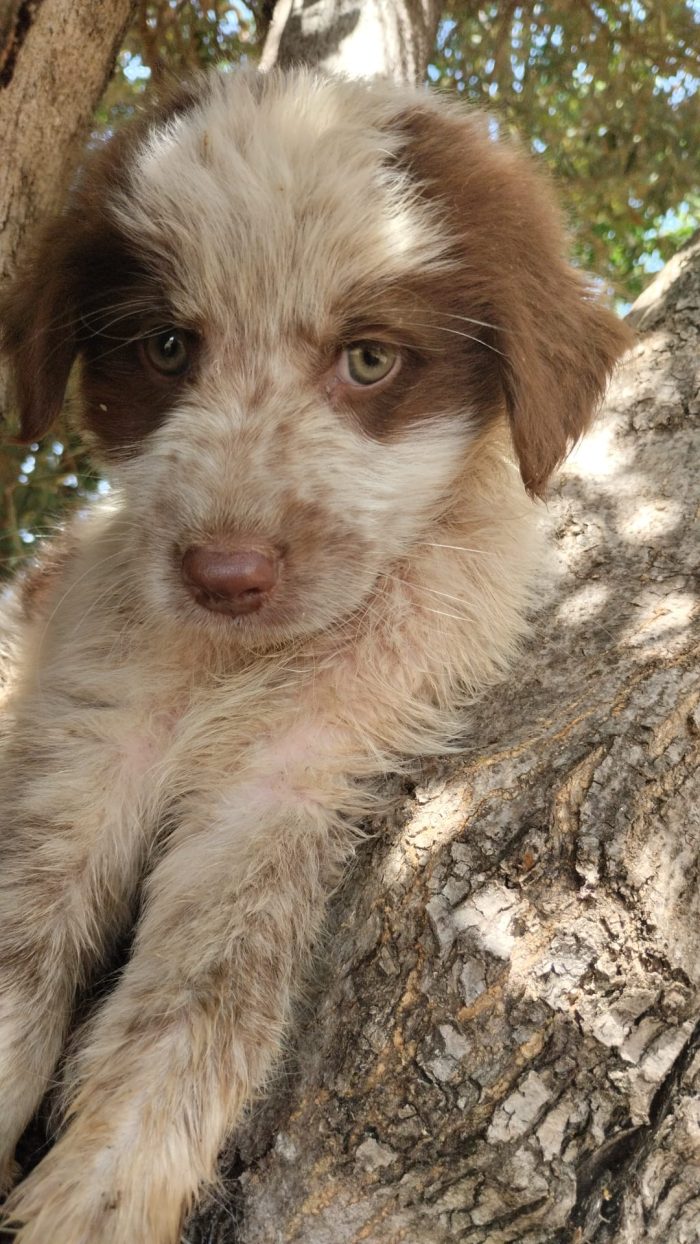 🐾 PICCOLO ARGO, GRANDE VOGLIA DI AMARE E DI ESSERE AMATO 🏠 - media 6