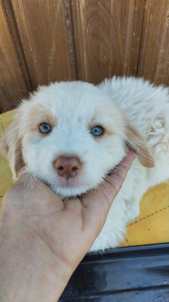 💙🐶 ATTILA CERCA LA SUA FAMIGLIA PER SEMPRE! 🏠✨💙