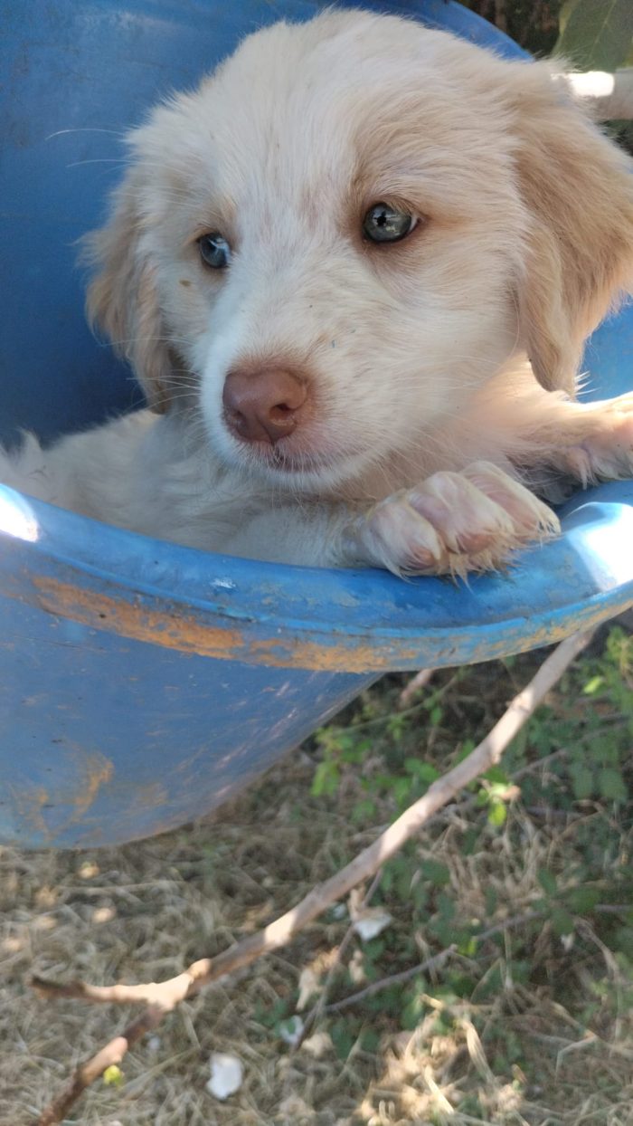 💙🐶 ATTILA CERCA LA SUA FAMIGLIA PER SEMPRE! 🏠✨💙