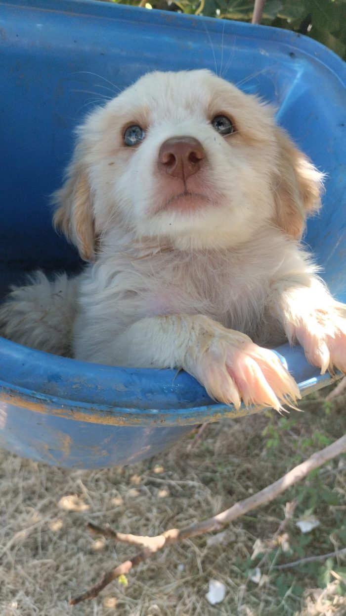 💙🐶 ATTILA CERCA LA SUA FAMIGLIA PER SEMPRE! 🏠✨💙 - media 4