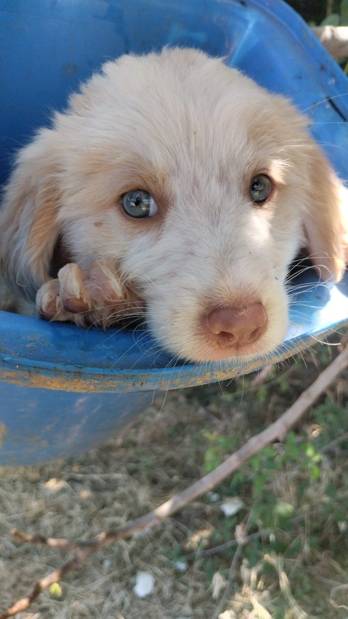 💙🐶 ATTILA CERCA LA SUA FAMIGLIA PER SEMPRE! 🏠✨💙 - media 5