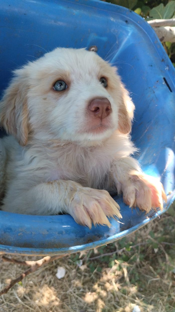 💙🐶 ATTILA CERCA LA SUA FAMIGLIA PER SEMPRE! 🏠✨💙 - media 6