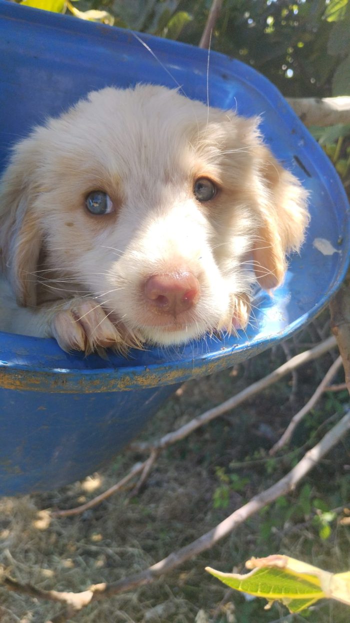 💙🐶 ATTILA CERCA LA SUA FAMIGLIA PER SEMPRE! 🏠✨💙 - media 7