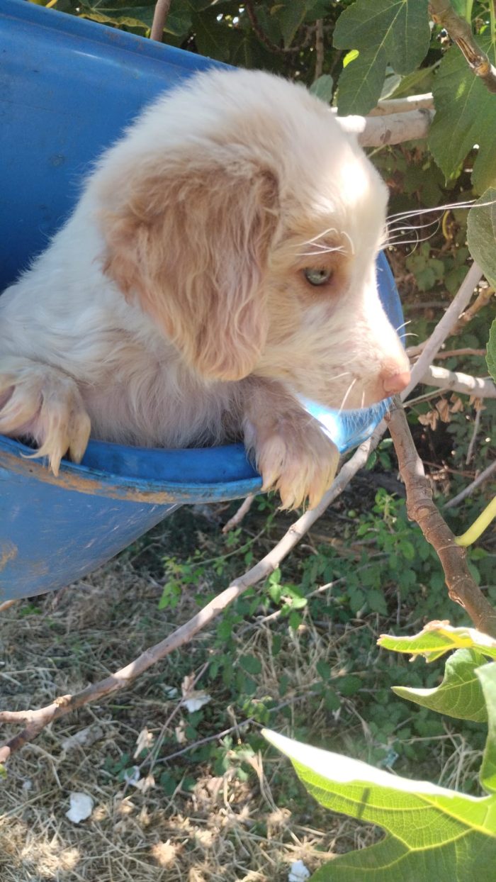 💙🐶 ATTILA CERCA LA SUA FAMIGLIA PER SEMPRE! 🏠✨💙 - media 9