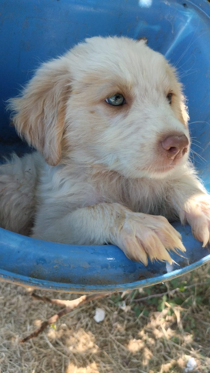 💙🐶 ATTILA CERCA LA SUA FAMIGLIA PER SEMPRE! 🏠✨💙 - media 8