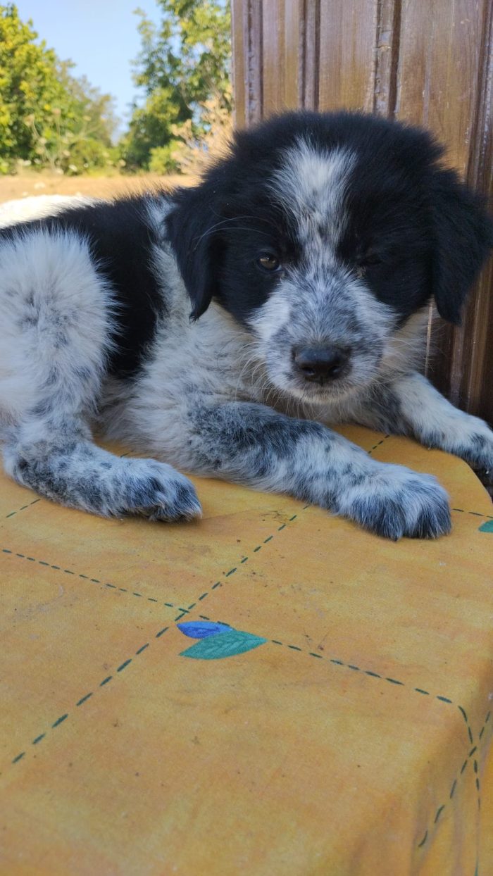 💙🐶 GOLIA CERCA LA SUA FAMIGLIA PER SEMPRE! 🏠✨💙