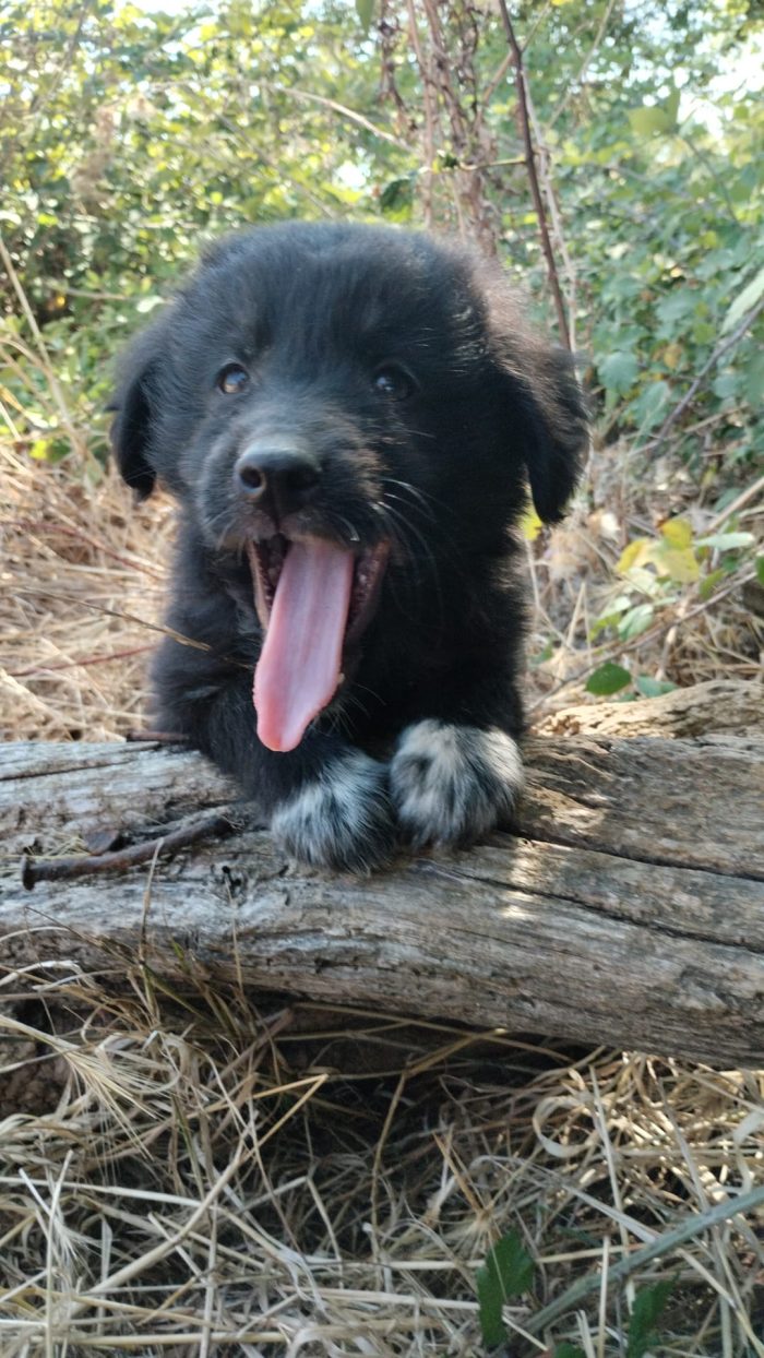 💙🐶 ULISSE CERCA LA SUA FAMIGLIA PER SEMPRE! 🏠✨💙