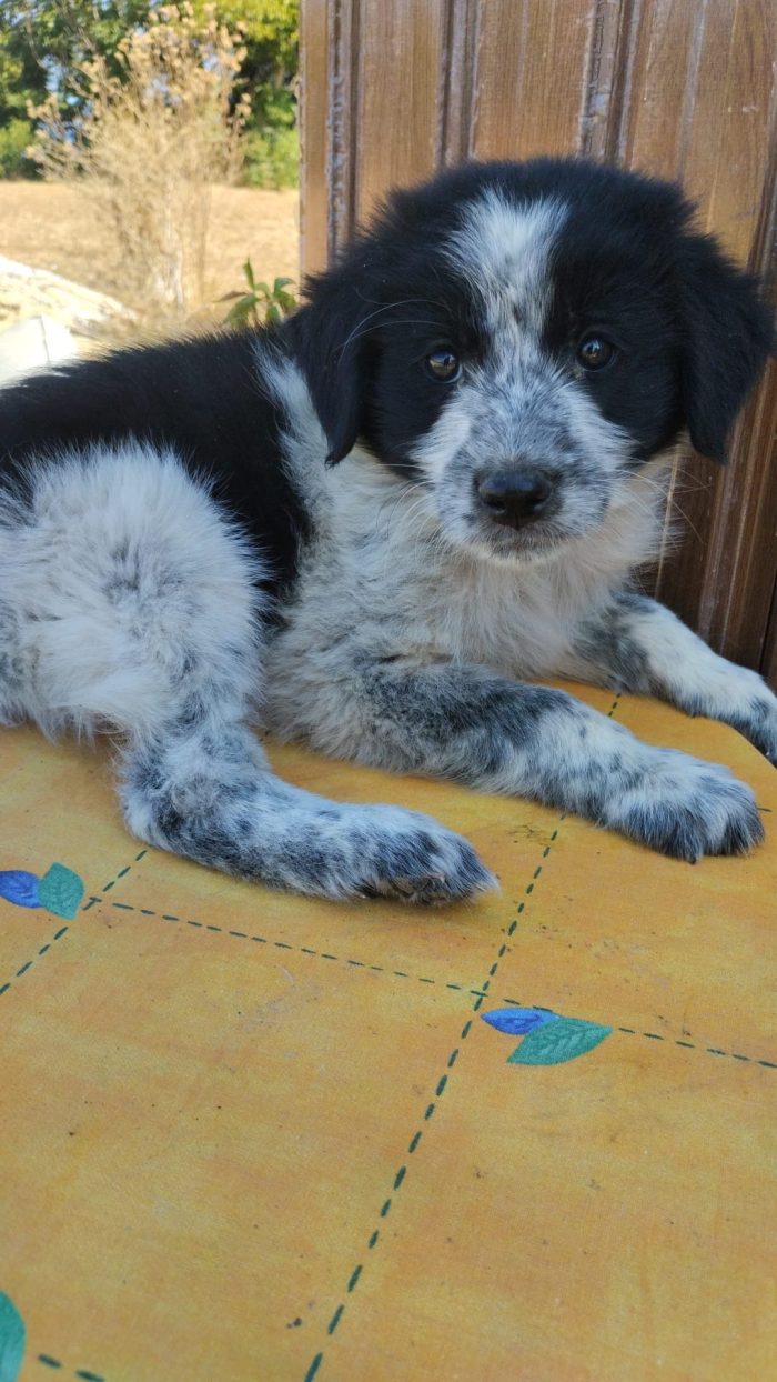 Golia meraviglioso dolce cucciolo cerca casa