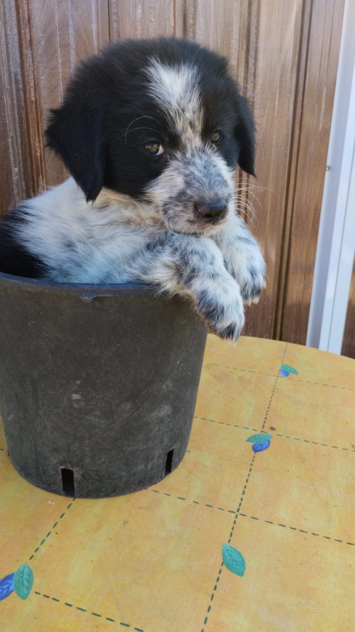 Golia meraviglioso dolce cucciolo cerca casa - media 4