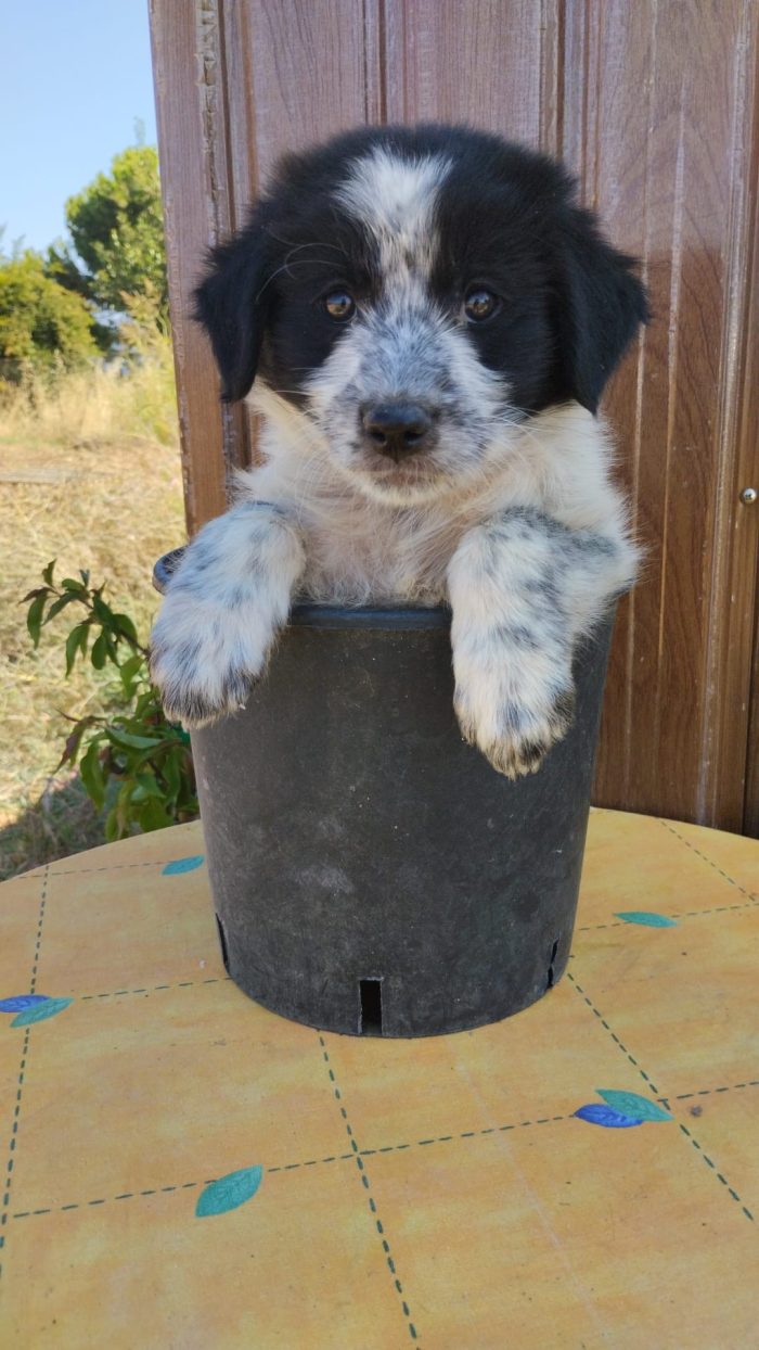 Golia meraviglioso dolce cucciolo cerca casa - media 5