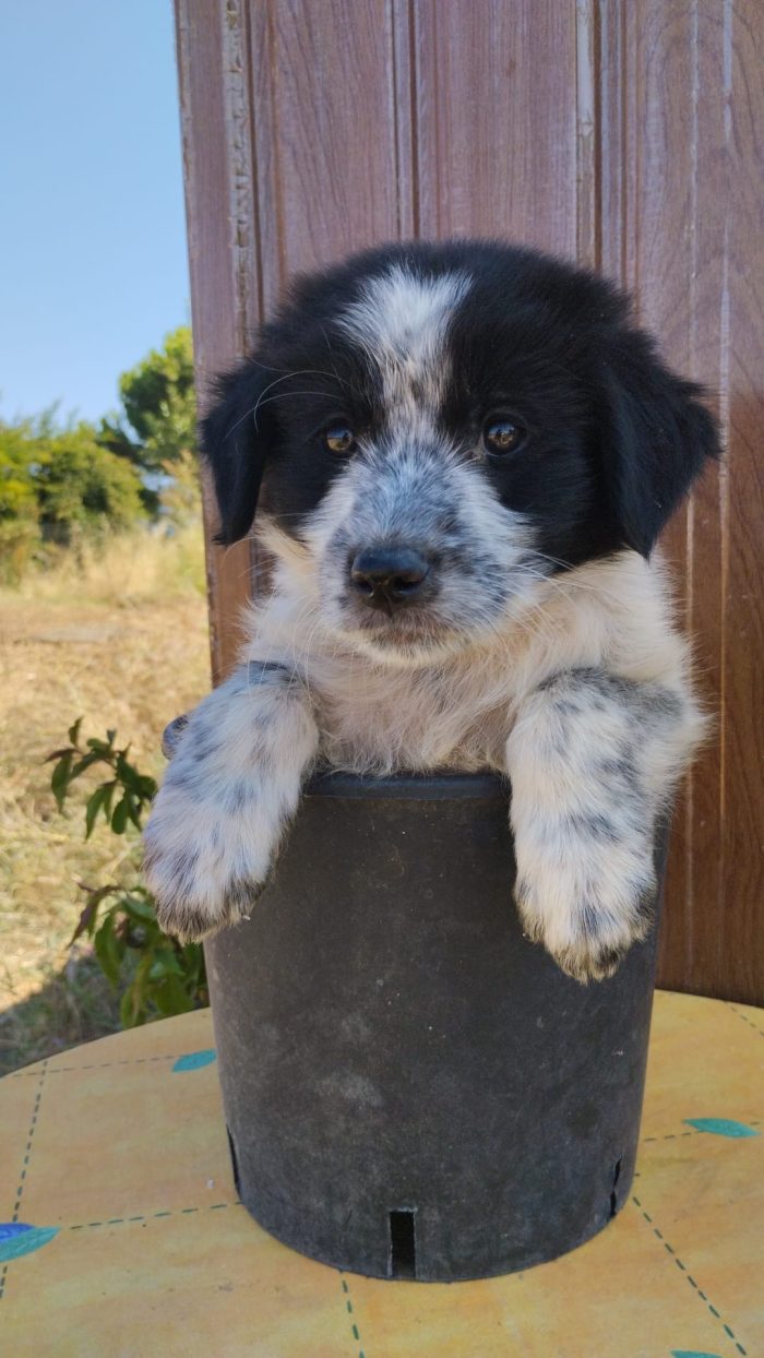 Golia meraviglioso dolce cucciolo cerca casa