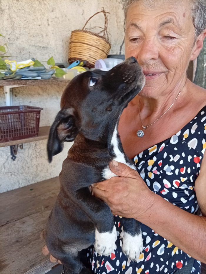 🖤 CUCCIOLA MERAVIGLIOSA , CERCA CONDIVISIONI E ADOZIONE 🏠SONO JOLIE