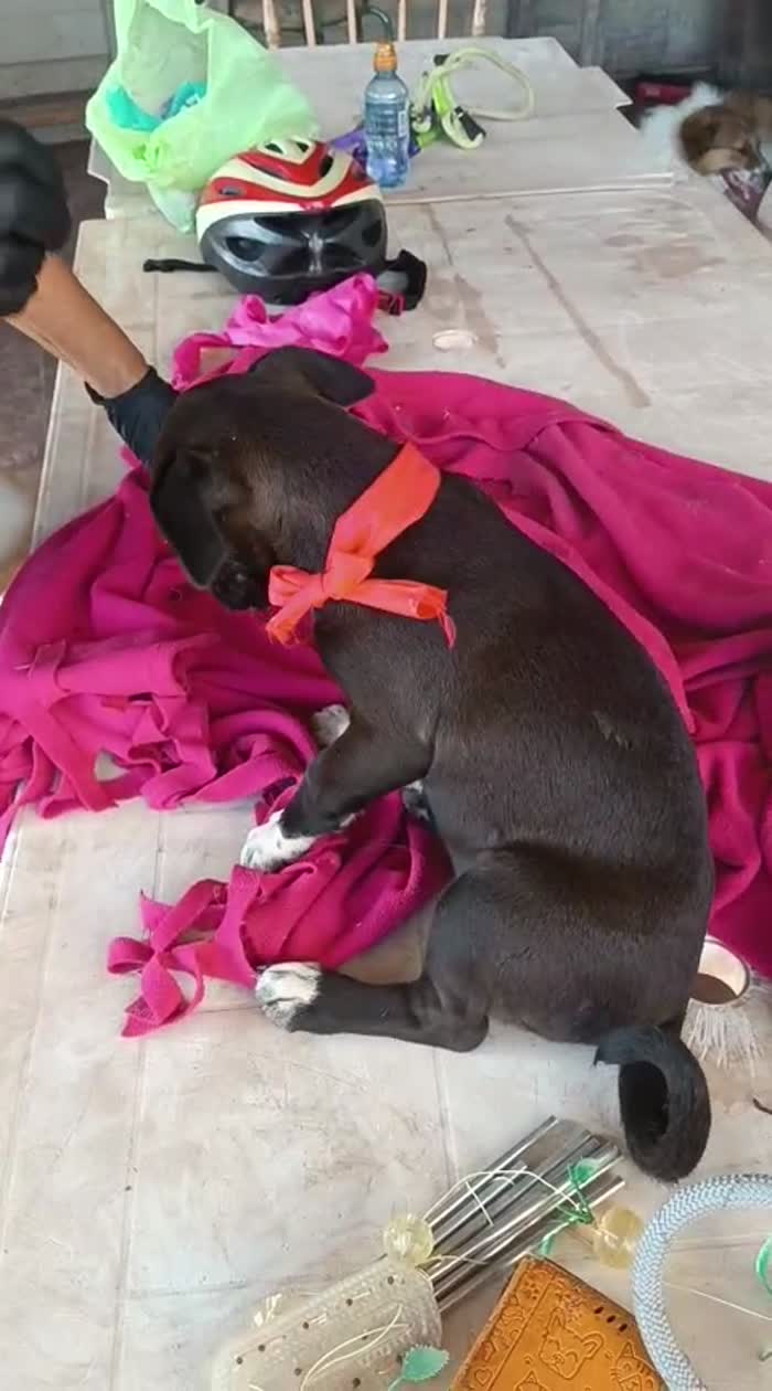 🖤 CUCCIOLA MERAVIGLIOSA , CERCA CONDIVISIONI E ADOZIONE 🏠SONO JOLIE - media 10