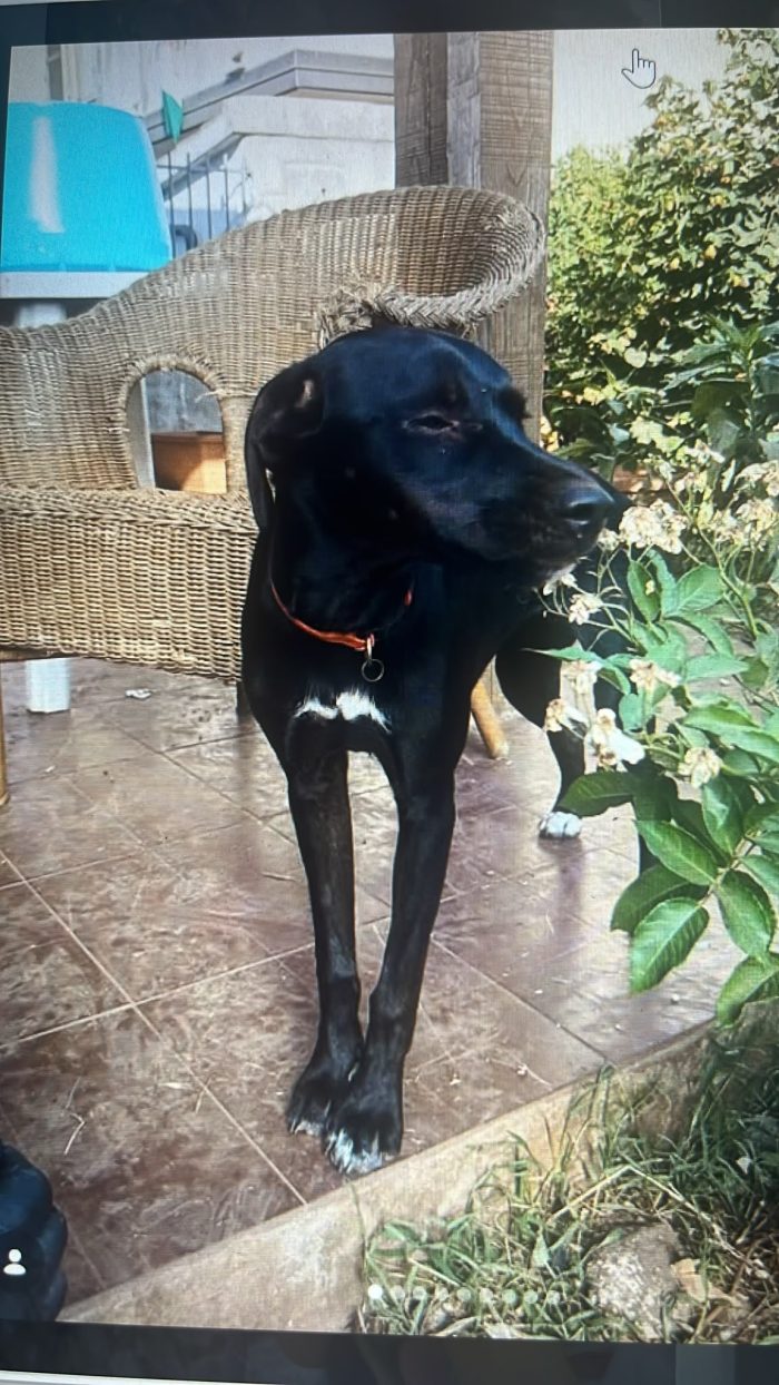 🖤 BLUE, L’UNICA DELLA CUCCIOLATA A NON ESSERE ANCORA STATA SCELTA 💔
