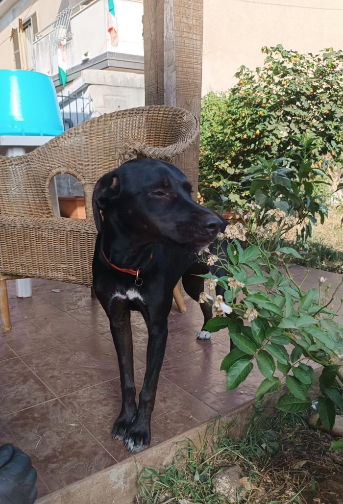 🖤 BLUE, L’UNICA DELLA CUCCIOLATA A NON ESSERE ANCORA STATA SCELTA 💔