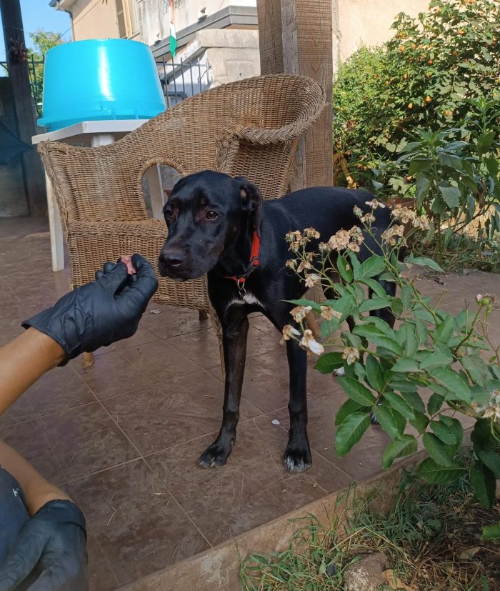 🖤 BLUE, L’UNICA DELLA CUCCIOLATA A NON ESSERE ANCORA STATA SCELTA 💔 - media 7