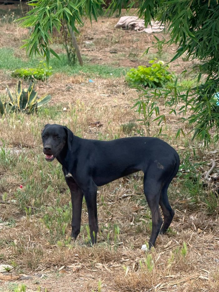 🖤 BLUE, L’UNICA DELLA CUCCIOLATA A NON ESSERE ANCORA STATA SCELTA 💔 - media 9