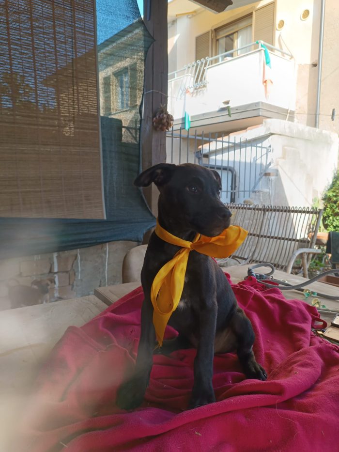 Doris meravigliosa dolce cucciola cerca casa