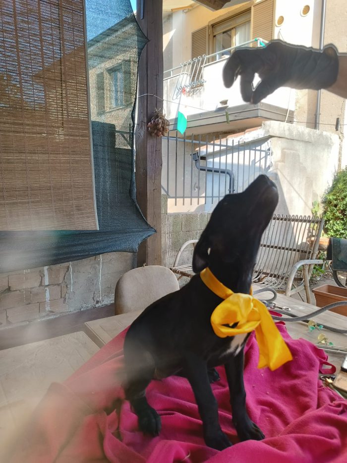 Doris meravigliosa dolce cucciola cerca casa