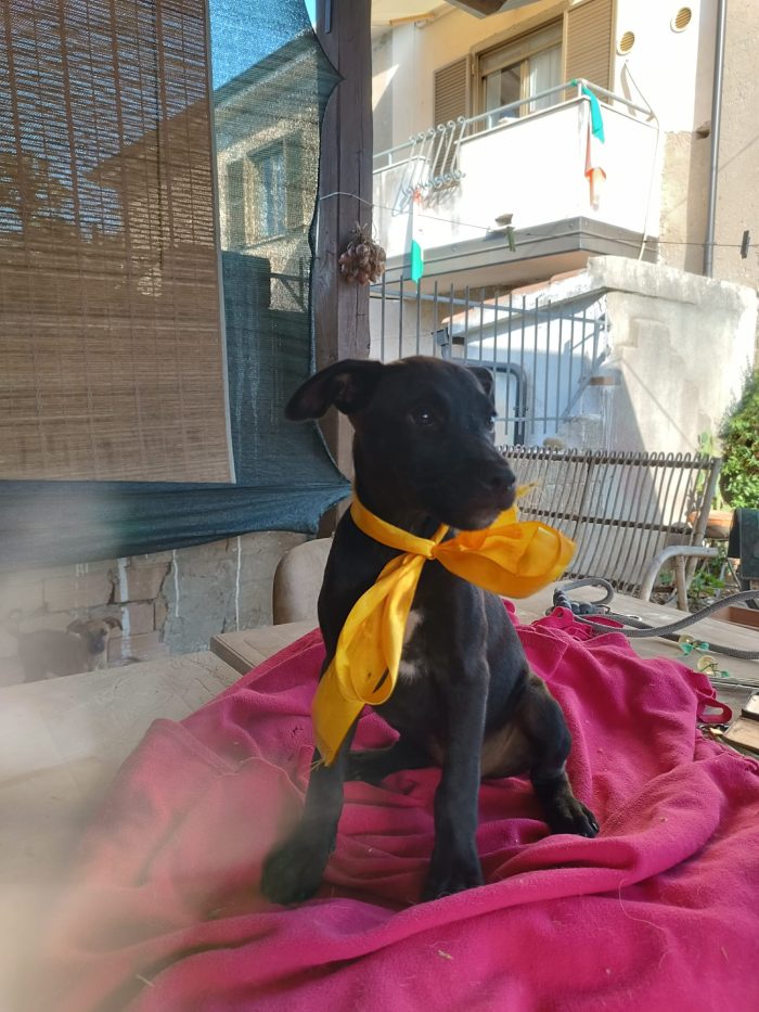 Doris meravigliosa dolce cucciola cerca casa
