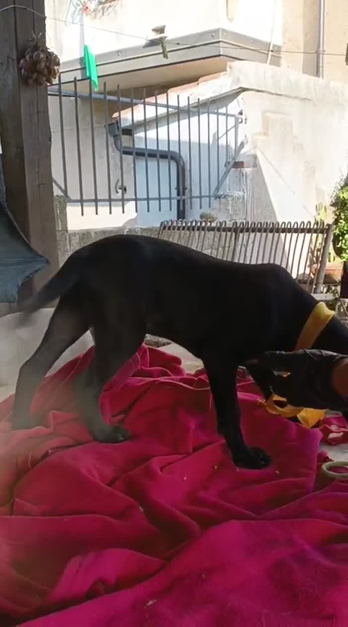 Doris meravigliosa dolce cucciola cerca casa - media 6