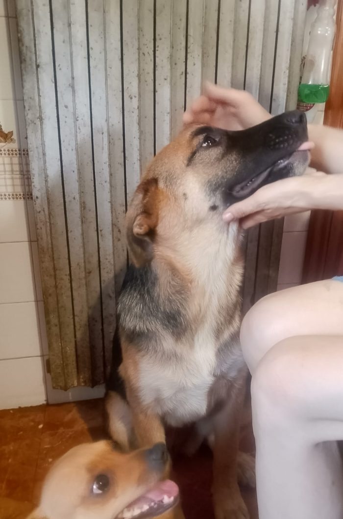 💕DOLCE CUCCIOLOTTA SIMIL PASTORE TEDESCO, RISCHIA IL CANILE!!!! 💔 - media 6