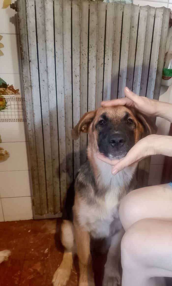 💕DOLCE CUCCIOLOTTA SIMIL PASTORE TEDESCO, RISCHIA IL CANILE!!!! 💔 - media 7