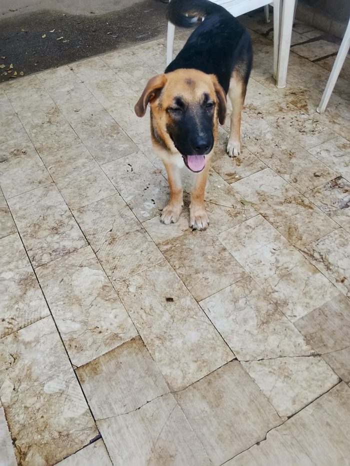 💕DOLCE CUCCIOLOTTA SIMIL PASTORE TEDESCO, RISCHIA IL CANILE!!!! 💔 - media 8