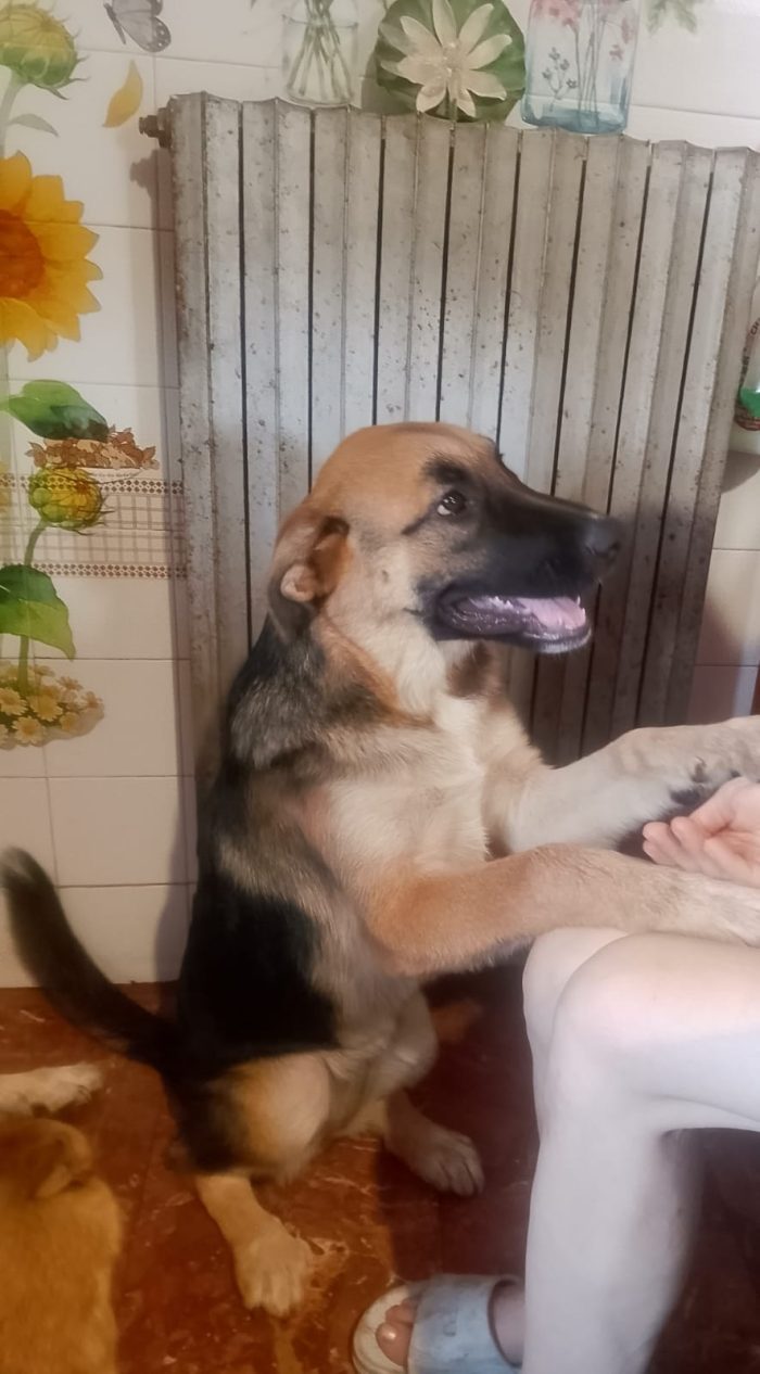 💕DOLCE CUCCIOLOTTA SIMIL PASTORE TEDESCO, RISCHIA IL CANILE!!!! 💔 - media 5