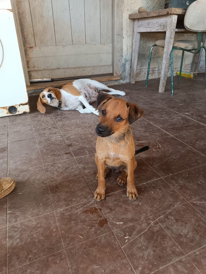 CUCCIOLINO, CERCA CONDIVISIONI E ADOZIONE 🏠 JOKER