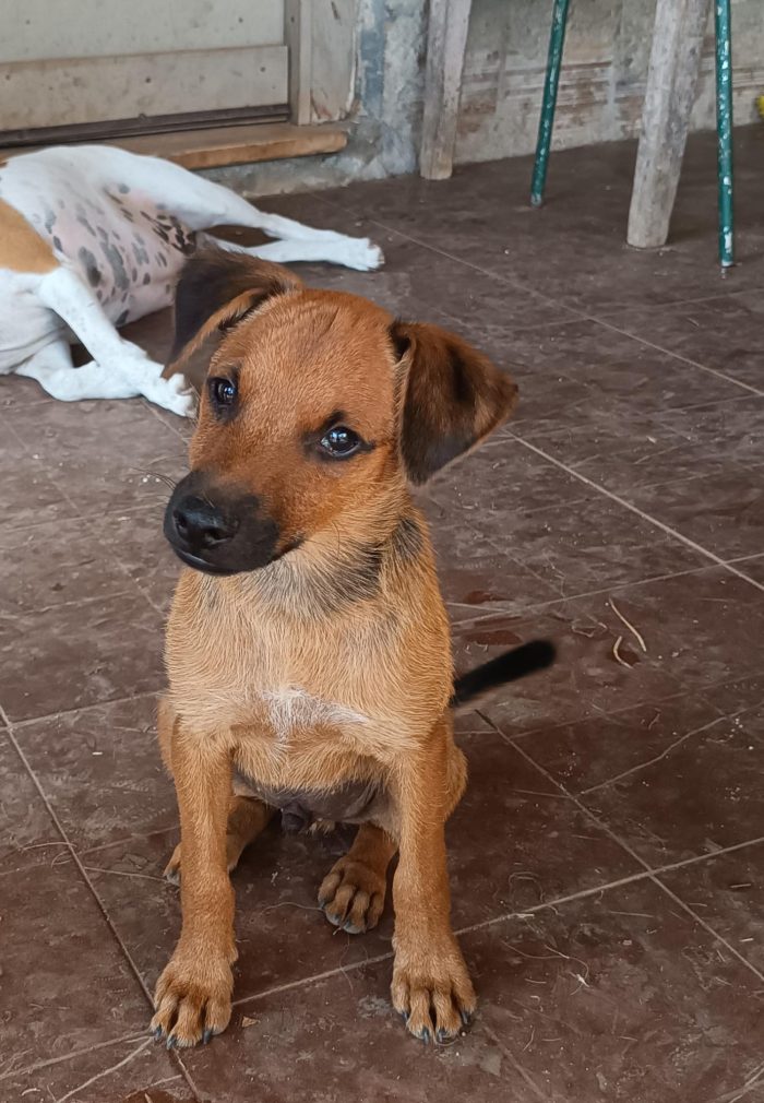 CUCCIOLINO, CERCA CONDIVISIONI E ADOZIONE 🏠 JOKER