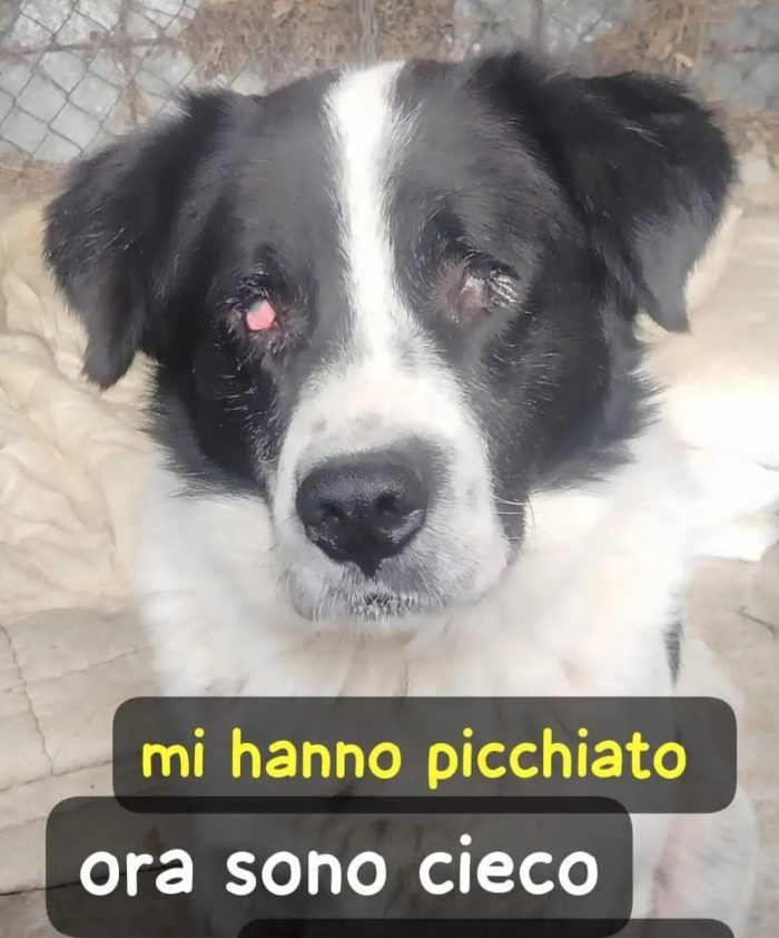 Andrea 4anni RESO CIECO DALLE BOTTE!!!