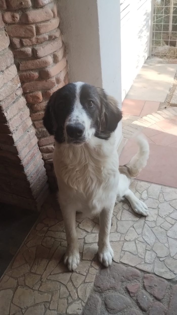 Pepito splendido dolce cucciolotto cerca casa