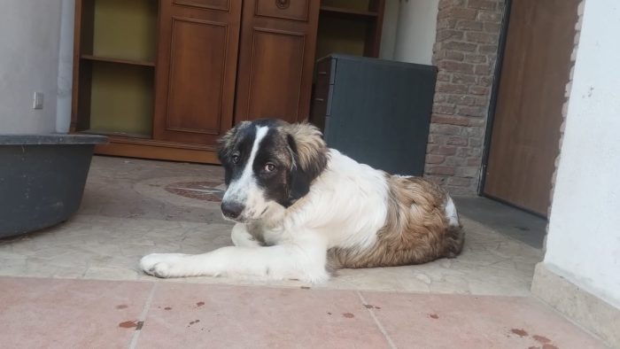 Pepito splendido dolce cucciolotto cerca casa