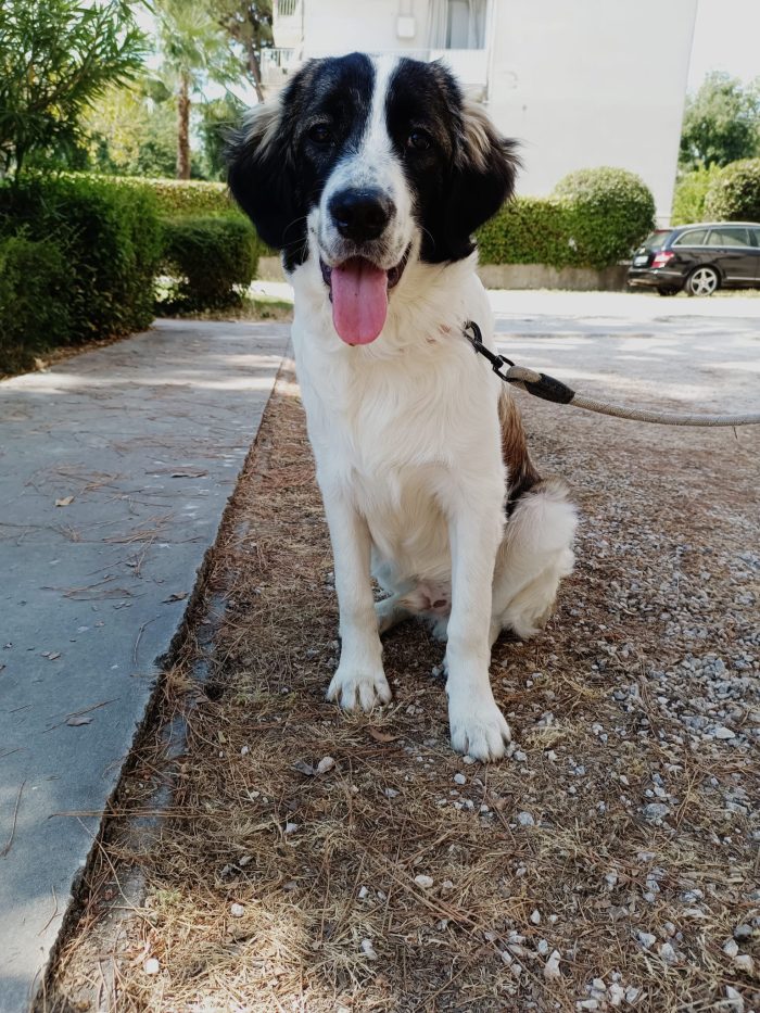 Pepito splendido dolce cucciolotto cerca casa - media 7