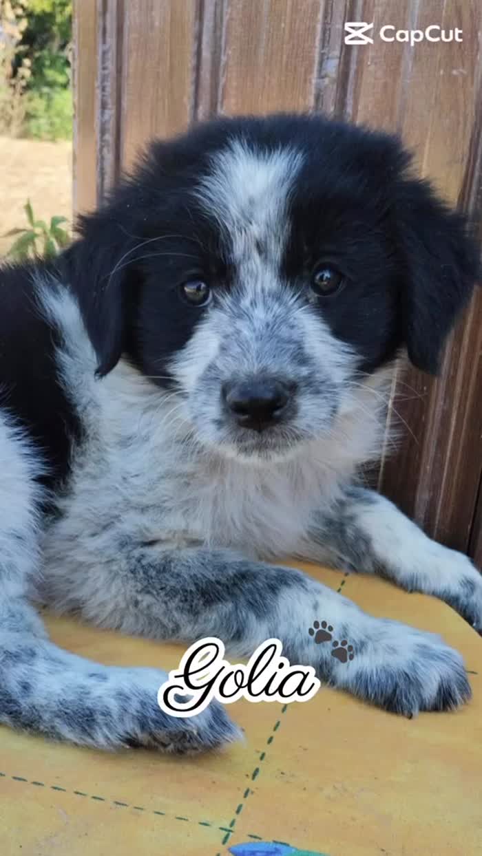 🐾Golia meraviglioso dolce cucciolo