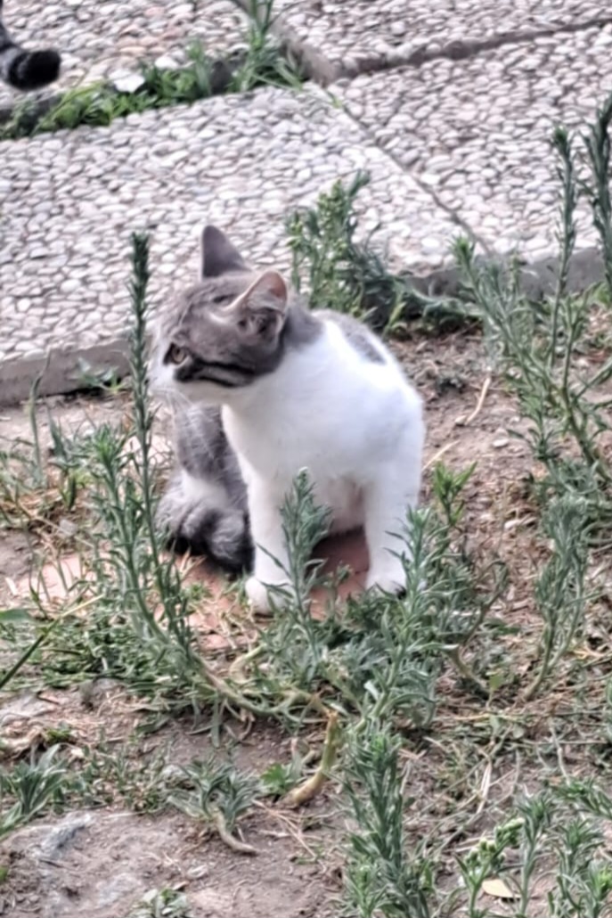 3micini 3mesi( e mammina) DA SALVARE. SOS VOGHERA PV