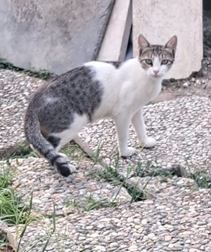 3micini 3mesi( e mammina) DA SALVARE. SOS VOGHERA PV - media 5