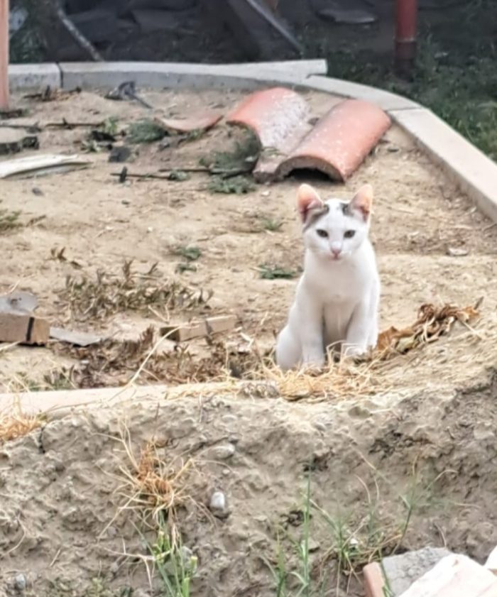 3micini 3mesi( e mammina) DA SALVARE. SOS VOGHERA PV - media 4