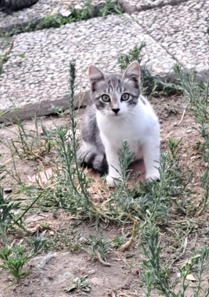 3micini 3mesi( e mammina) DA SALVARE. SOS VOGHERA PV