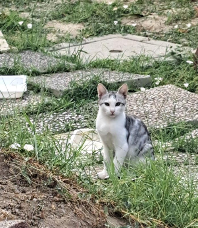 3micini 3mesi( e mammina) DA SALVARE. SOS VOGHERA PV